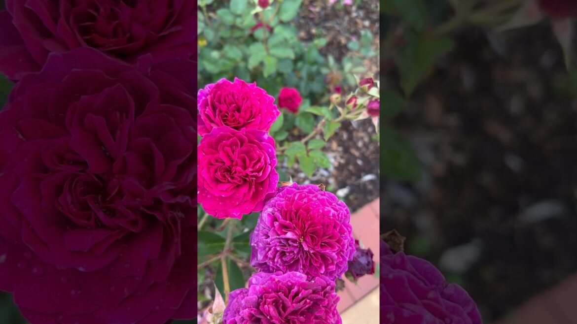 Rose 🪴 garden 🪴 🥀#trend #nature #music #trending #peace #viral #youtube #youtubeshorts  #rose