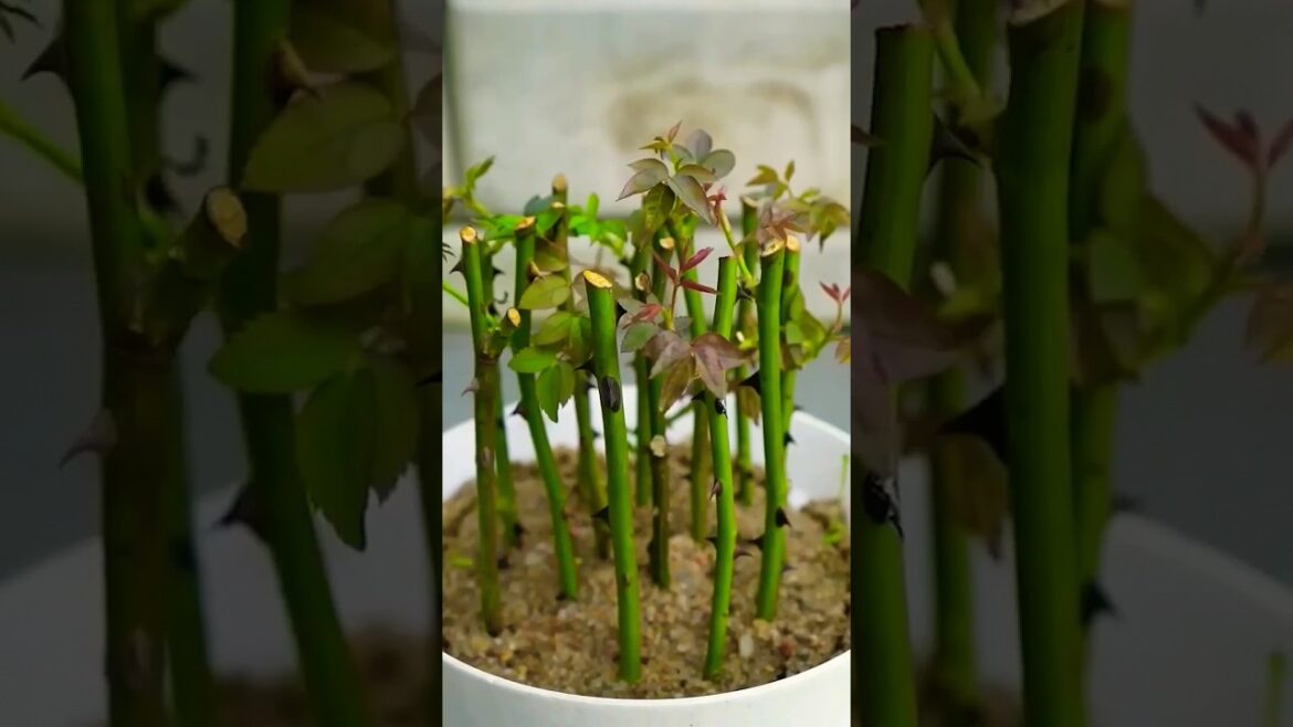 🌹🌹🌹Rose cuttings grow tips 100% working ... #rose #plants #garden #flowers #viral #shorts