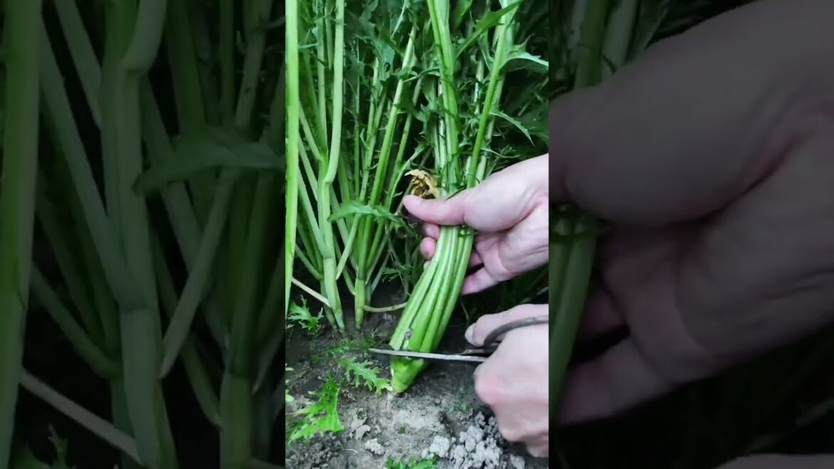 My life part of growing garden and vegetable #diygarden #vegetable