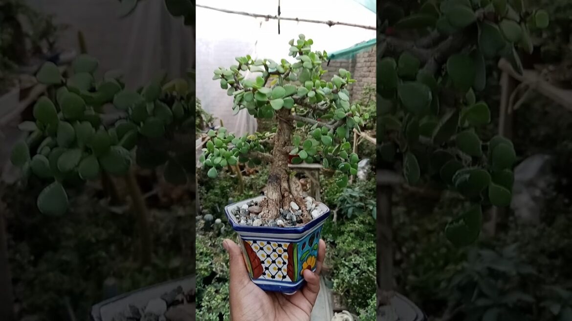 Jade plant in hand painted pot #gardening