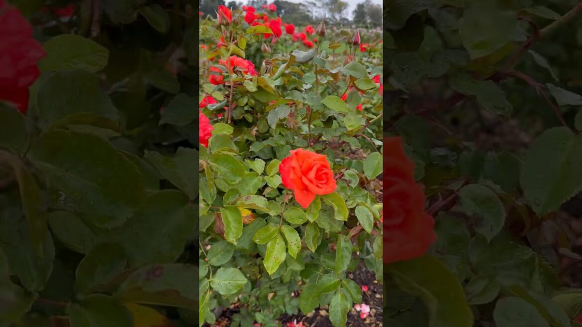 Orange  rose garden 🥀🍃🥀#rose #garden #trending #trend #viral #yt #youtubeshorts #youtube #nature