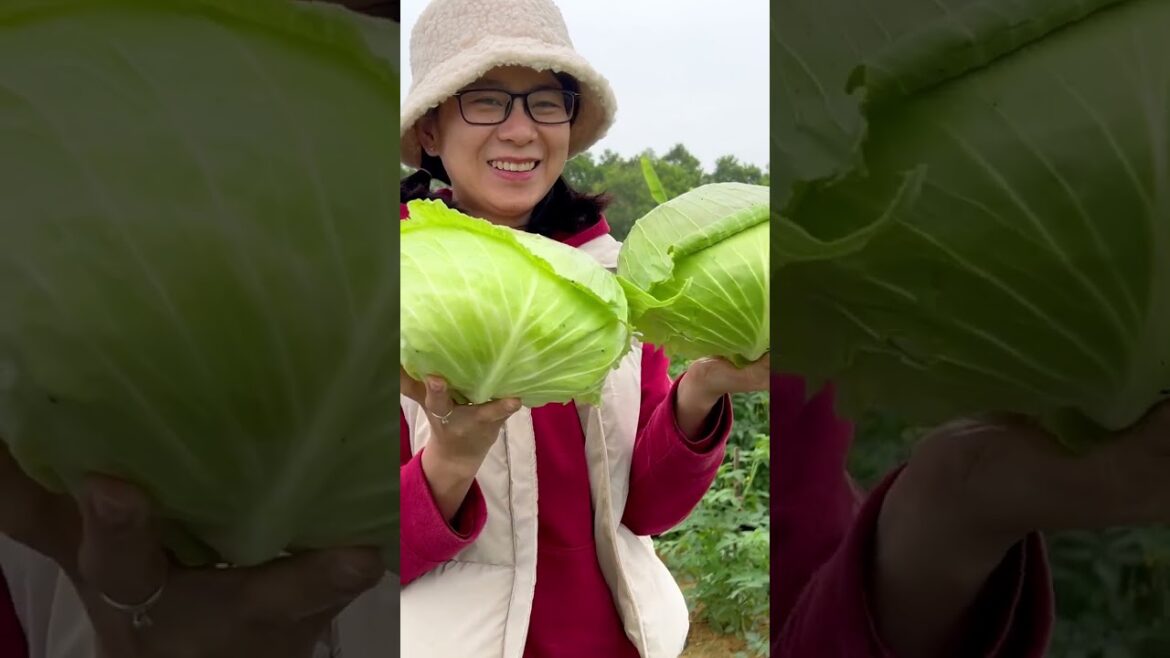 Harvest vegetables and fruits in the backyard garden