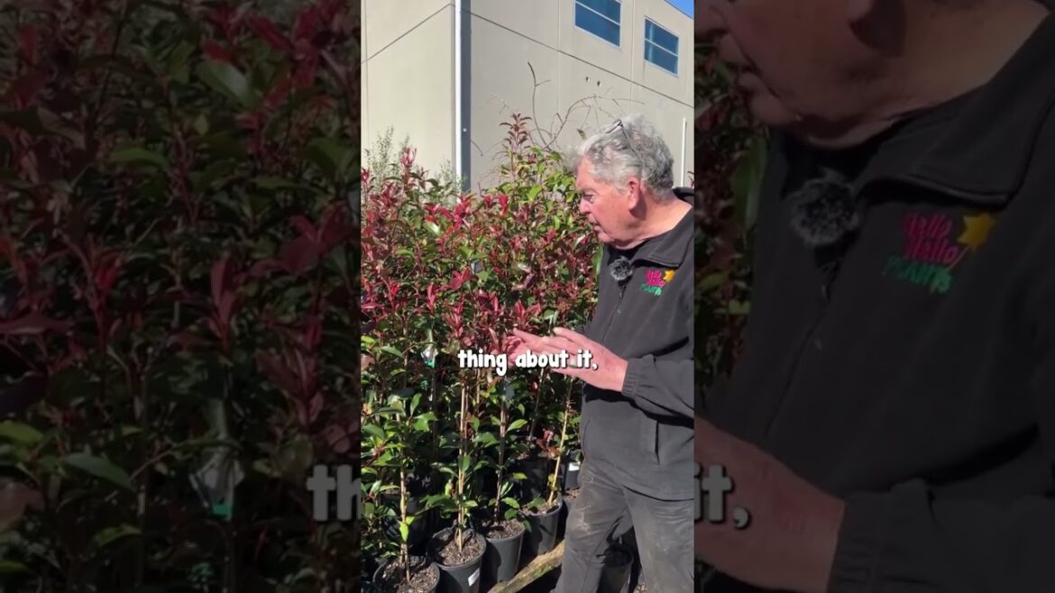 Photinia Red Robin – the perfect choicefor a Great Hedge!πΏπ Photinia Red Robin - the perfect choicefor a Great Hedge!πΏπ