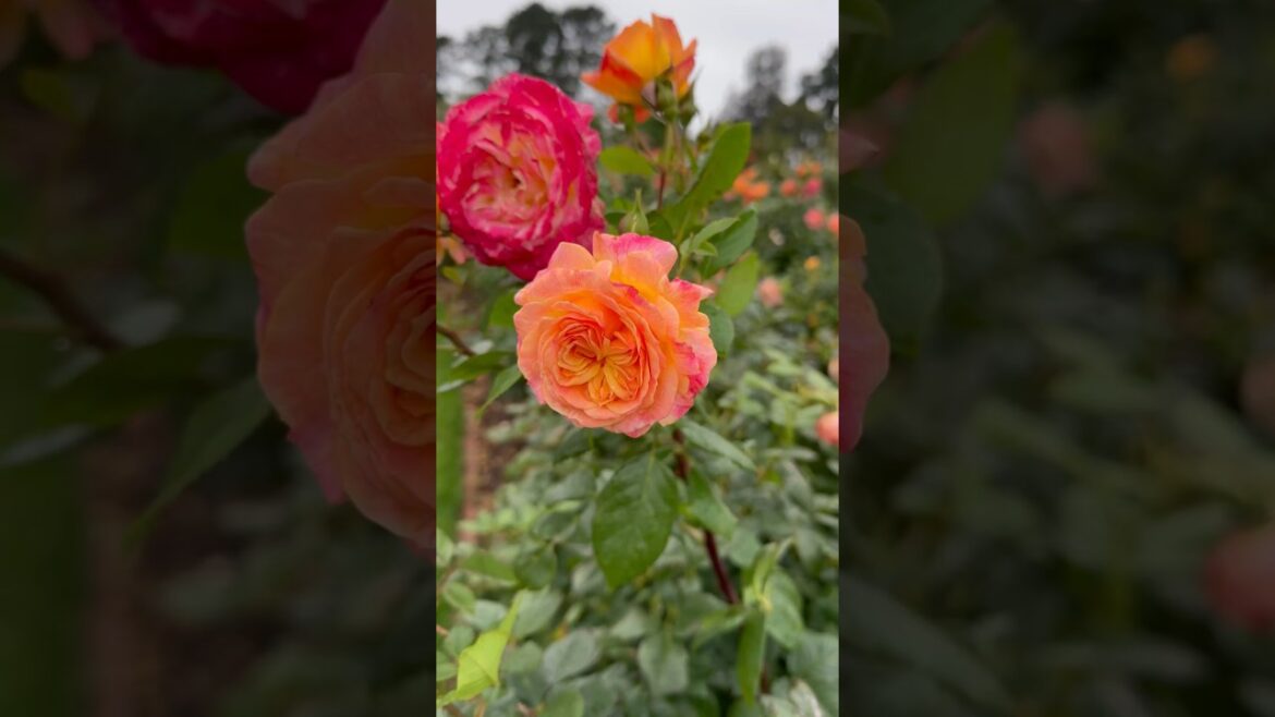 rose garden 🥀🍃🥀#rose #garden #trending #trend #viral #yt #youtubeshorts #youtube #nature
