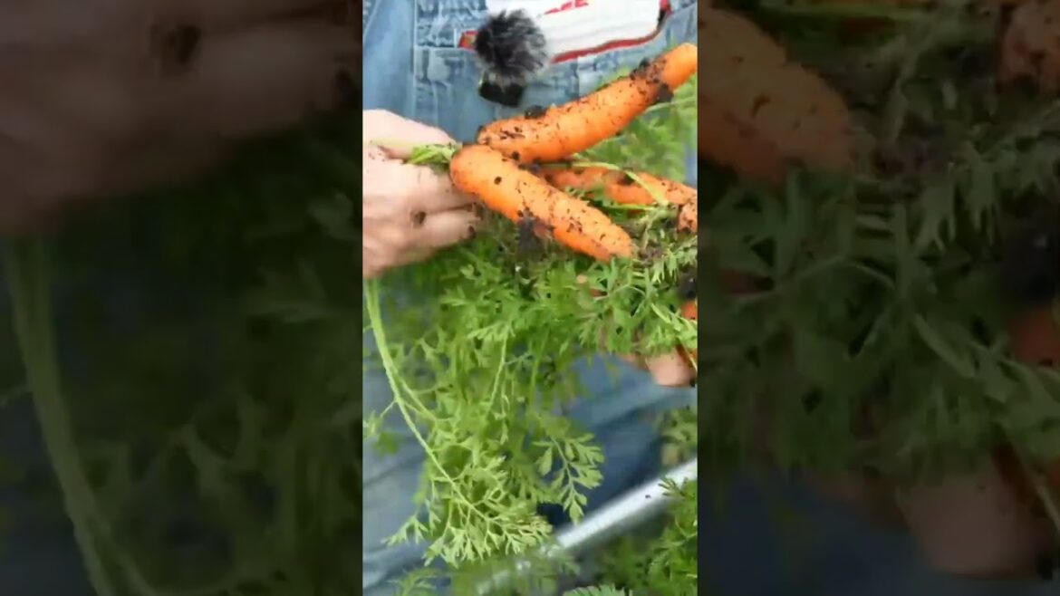Harvesting Carrots from the Raised Beds!