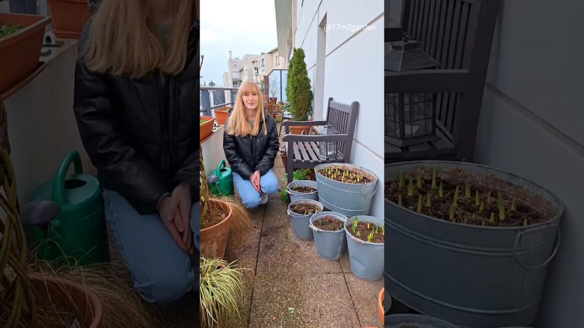 It’s Time To Water Your Spring Bulbs 🌷#springbulbs #containergarden #springflowers It's Time To Water Your Spring Bulbs 🌷#springbulbs #containergarden #springflowers