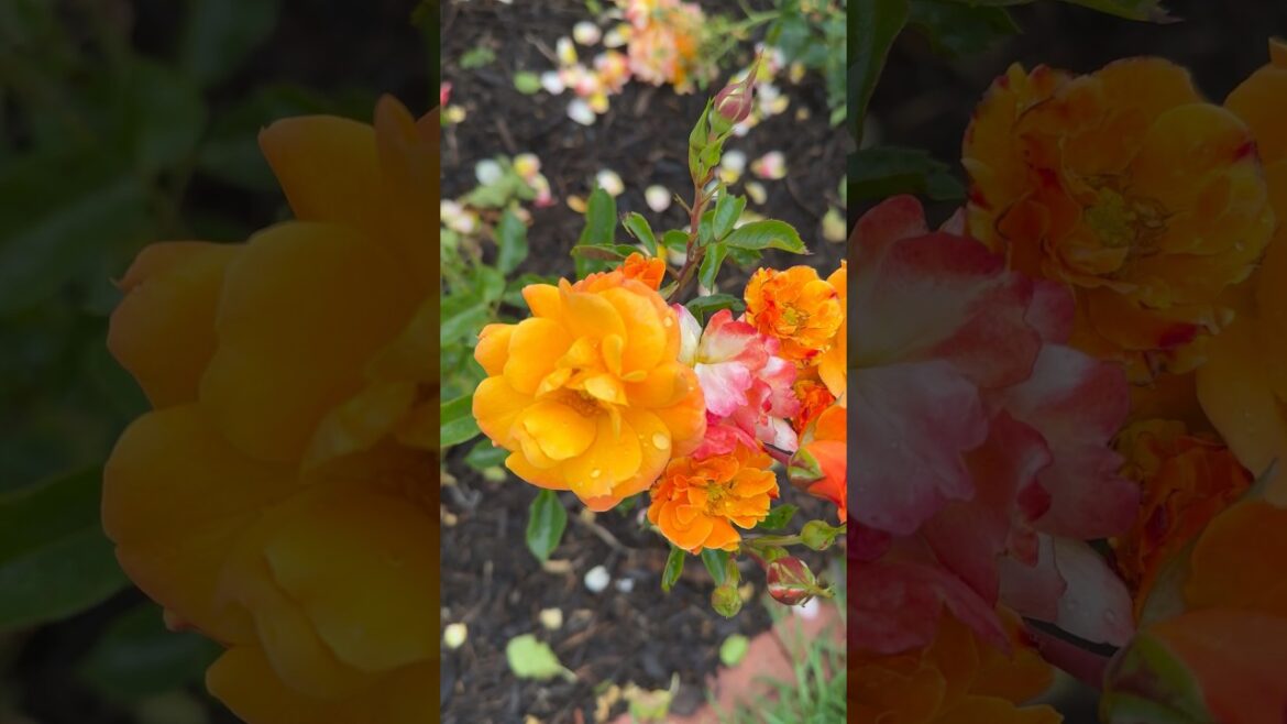 Yellow rose garden 🥀🍃🥀#rose #garden #trending #trend #viral #yt #youtubeshorts #youtube #nature