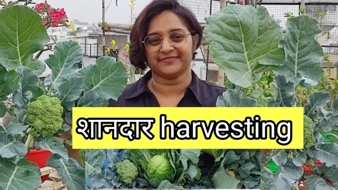 harvesting from the terrace garden