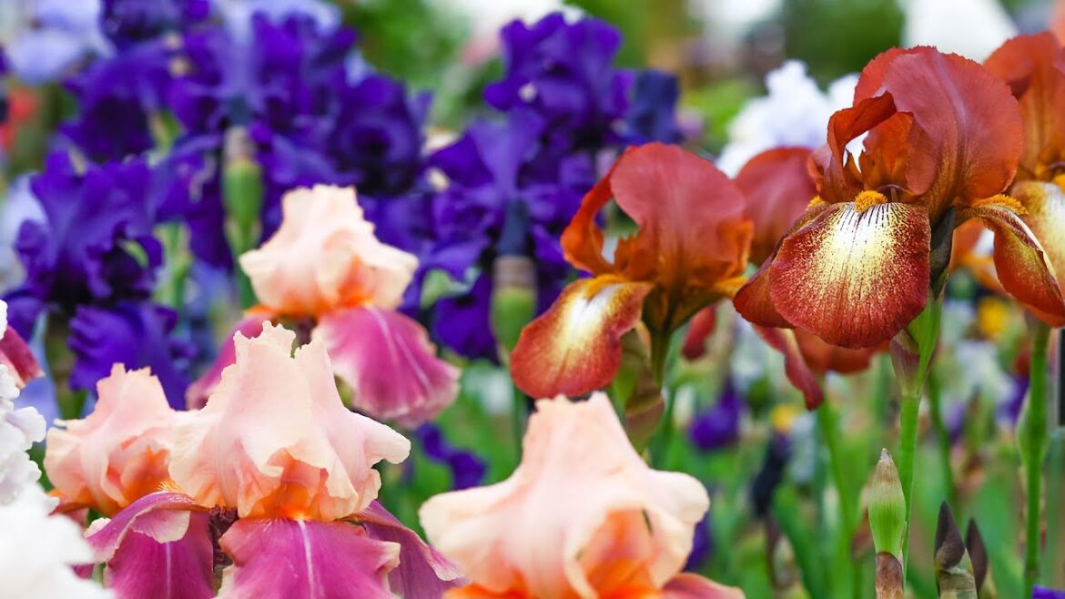 RHS Chelsea Flower Show 2023🍀Episode 1-2