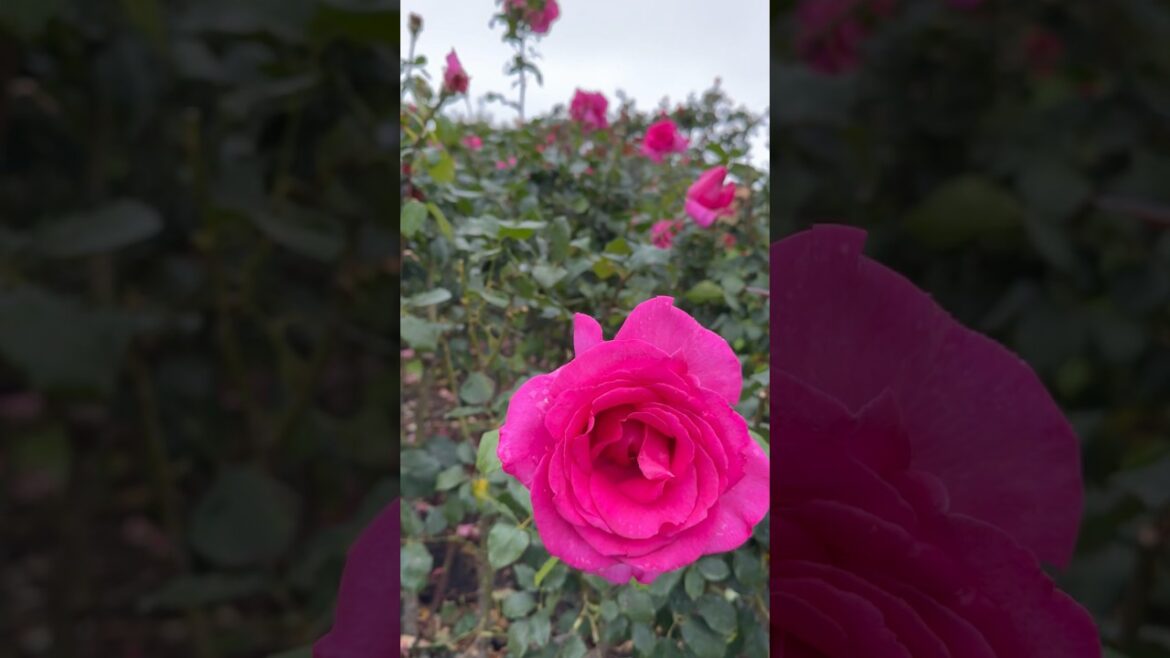rose garden 🥀🍃🥀#rose #garden #trending #trend #viral #yt #youtubeshorts #youtube #nature