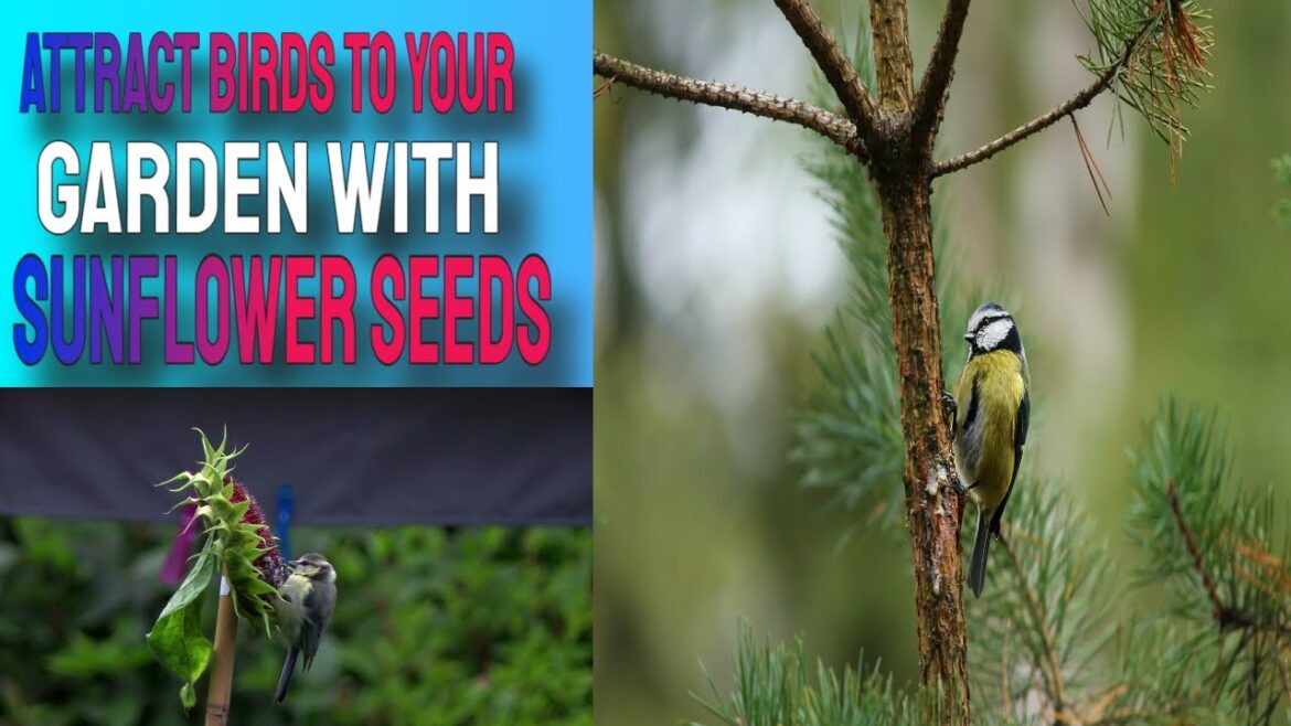 Birds Bites Watch These Birds Enjoy Sunflower Seeds in My Backyard Garden #nature #funny #garden