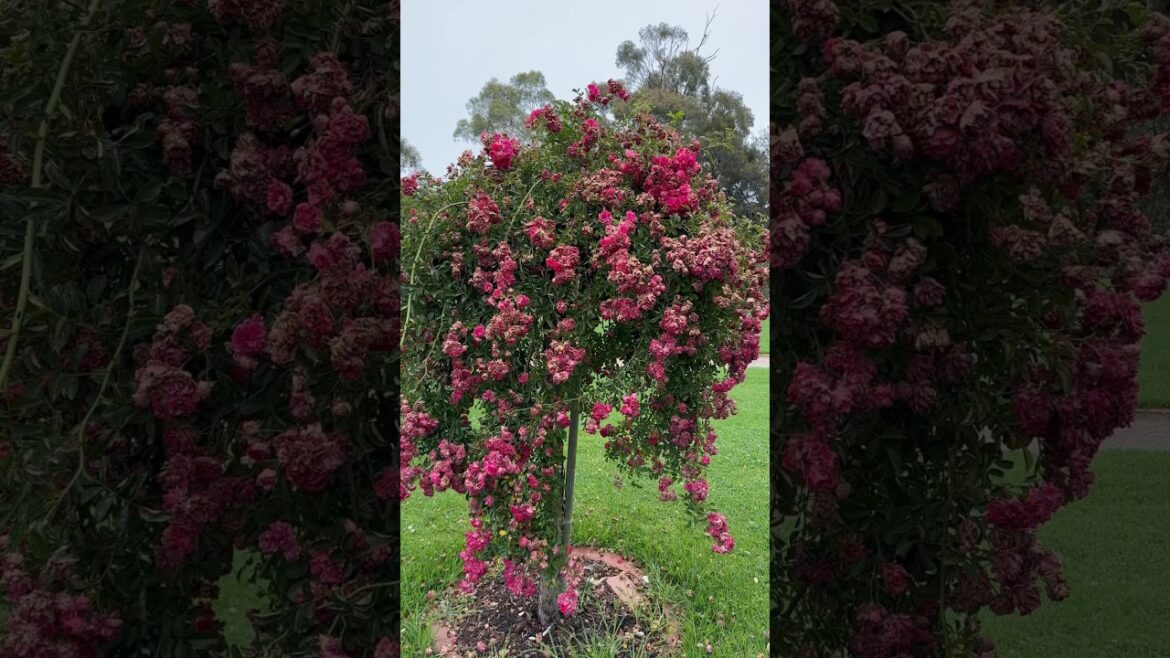 Hanging rose garden 🥀🍃🥀#rose #garden #trending #trend #viral #yt #youtubeshorts #youtube #nature