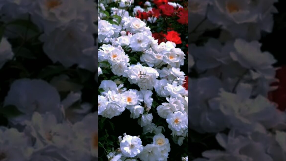 White flowering plants | natural flowers! #shorts