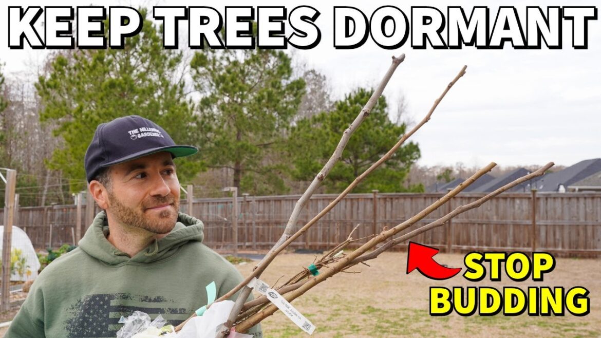How To Store BARE ROOT TREES To Keep Them Dormant How To Store BARE ROOT TREES To Keep Them Dormant
