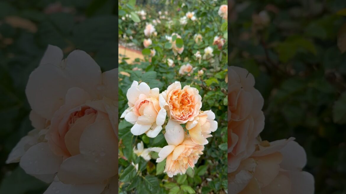 rose garden 🥀🍃🥀#rose #garden #trending #trend #viral #yt #youtubeshorts #youtube #nature