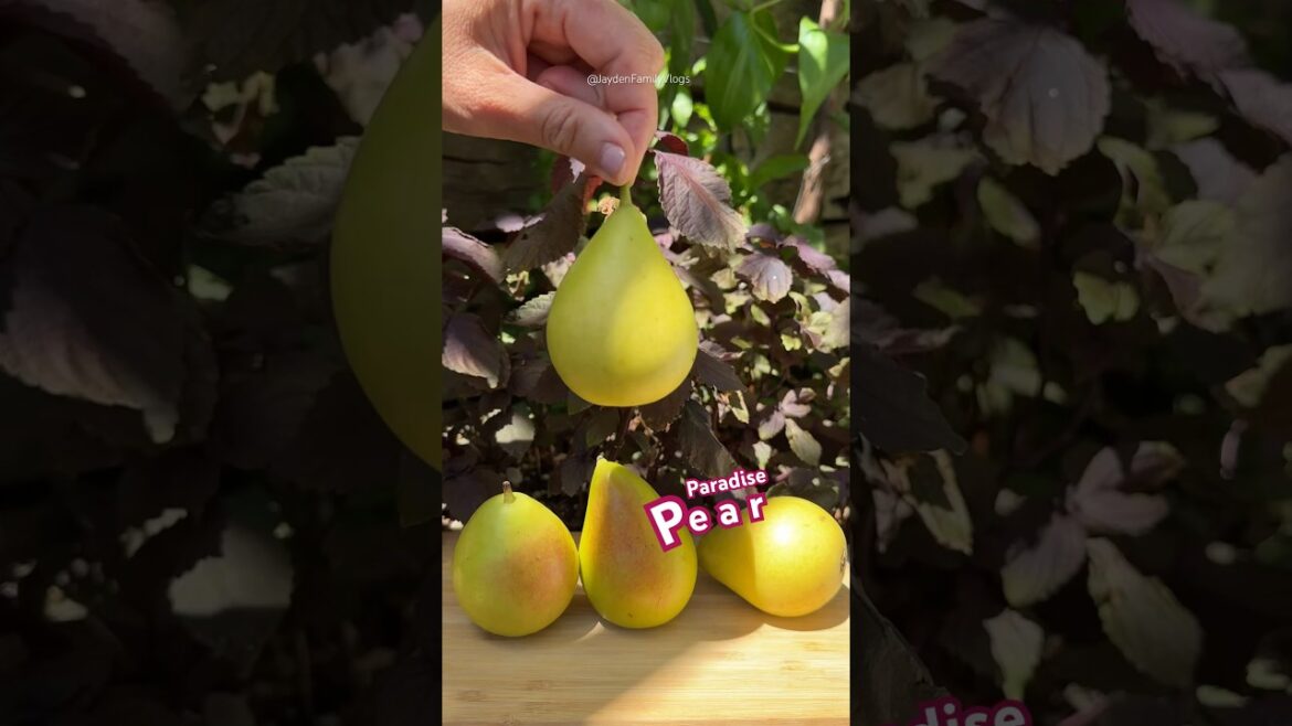 Paradise PEAR 🍐😱 #shorts #fruitcutting #satisfying #fruit #food #garden