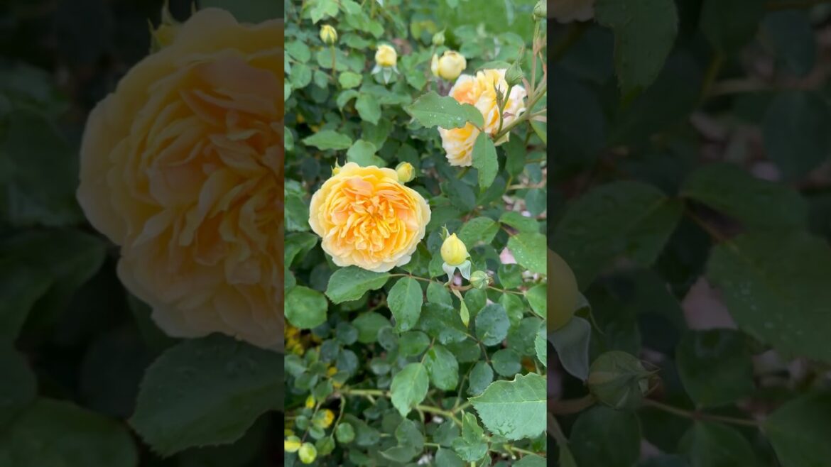 Rose garden 🪴 🥀🍃#trend #viral #trending #yt #youtube #youtubeshorts #shorts #short #nature #rose