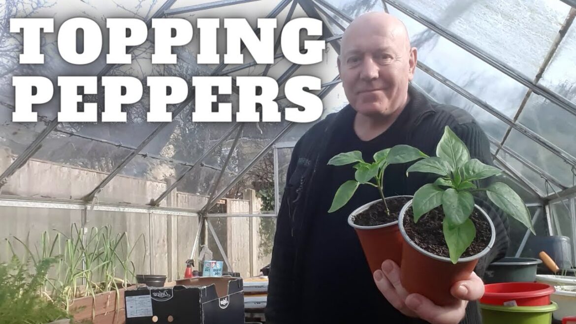Topping Pepper Plants [Gardening Allotment UK] [Grow Vegetables At Home ]