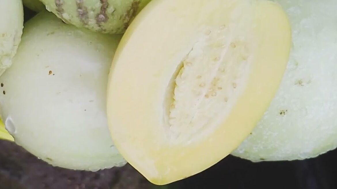 Harvesting Peppino Melon in my small garden Harvesting Peppino Melon in my small garden