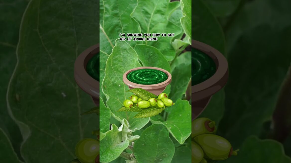 California Gardening: Winning Against Pests: Eggplant Crop Protection! ππ‘οΈ #Shorts Winning Against Pests: Eggplant Crop Protection! ππ‘οΈ #Shorts