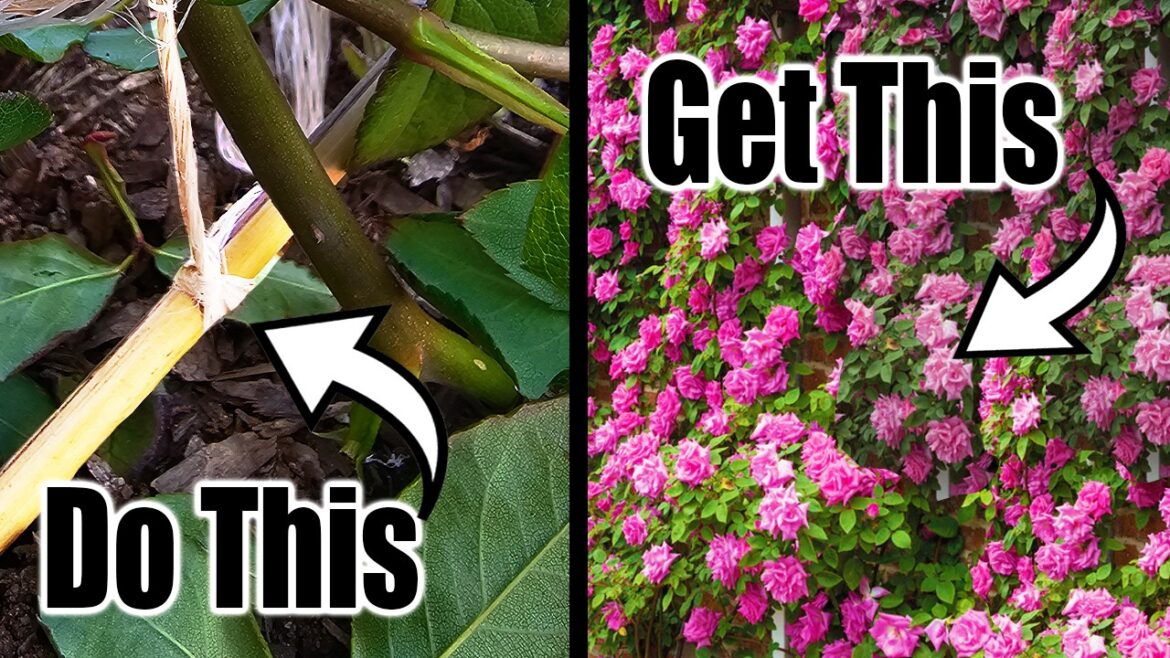 FREE Simple HACK to Make Your ROSES EXPLODE With Blooms!