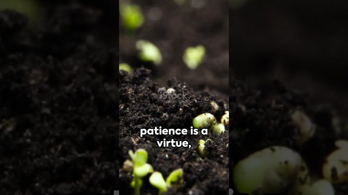 The Gardener’s Patience A Tale of Perseverance #motivation #motivational #motivationalvideo The Gardener's Patience A Tale of Perseverance #motivation #motivational #motivationalvideo