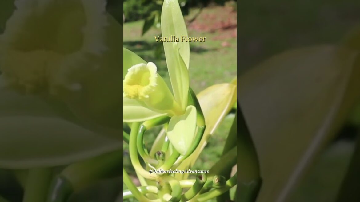 Edible Flora Facts 10 #shorts #edibleflowers #subscribe