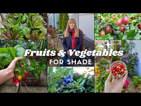 10 Fruits & Vegetables That Grow In Shade – Container Gardening 10 Fruits & Vegetables That Grow In Shade - Container Gardening