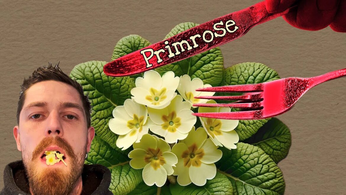 Forage Wild Foods like a Pro | Eat and clearly ID: Primroses 🌼 Forage Wild Foods like a Pro | Eat and clearly ID: Primroses 🌼