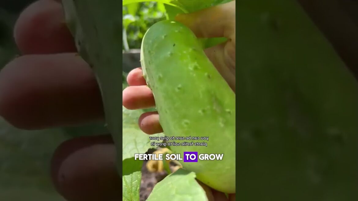 Easy Tips From a 10 Years Gardener #gardening #gardengurus #garden #gardeninghacks