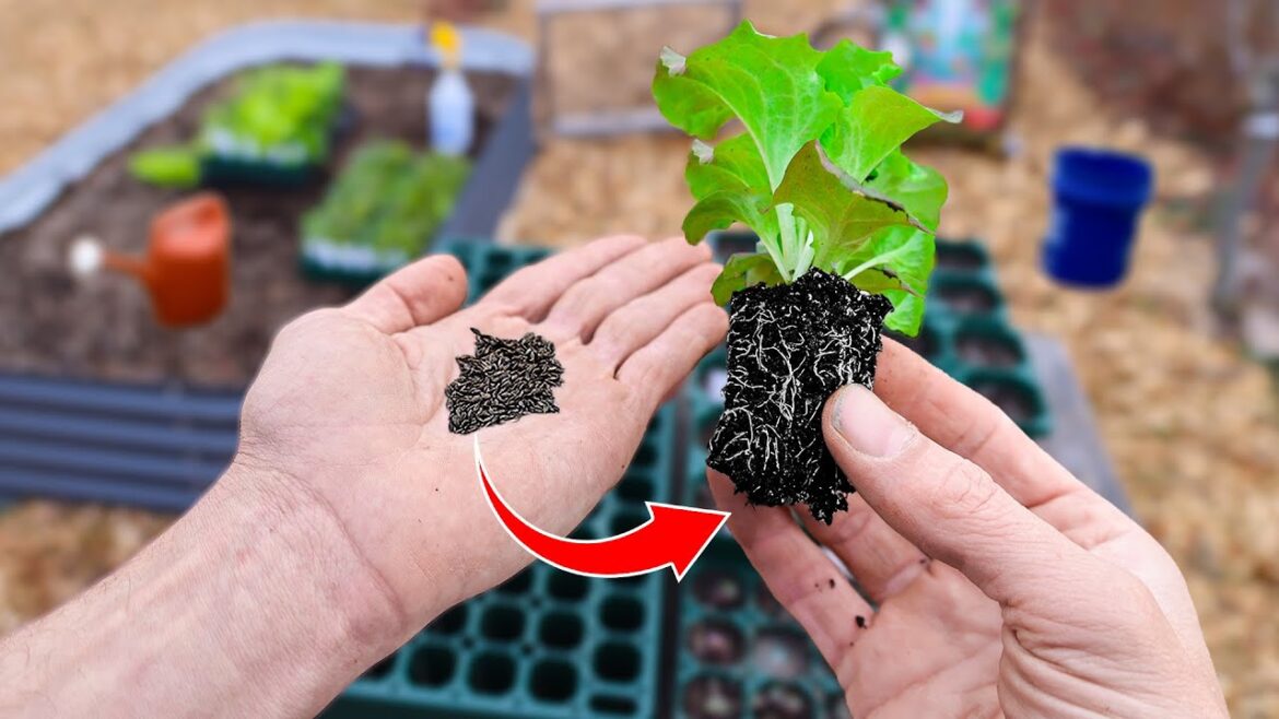 James Prigioni: This New Method of Starting Seeds Will Change Your Life This New Method of Starting Seeds Will Change Your Life