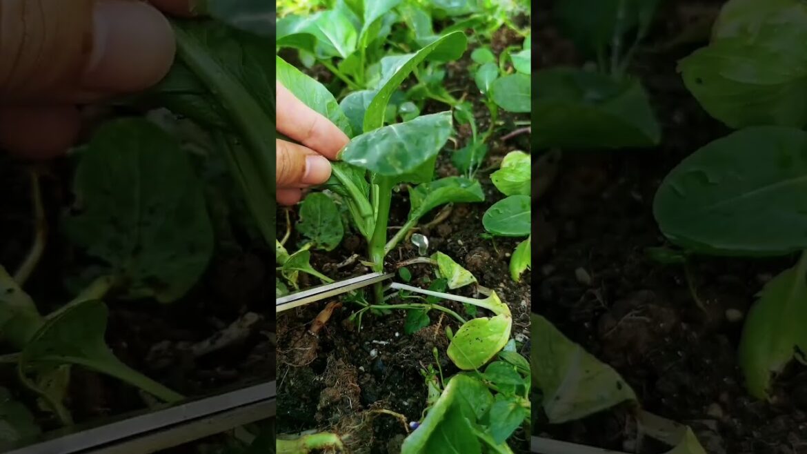 My life part of growing garden and vegetable #diygarden #vegetable