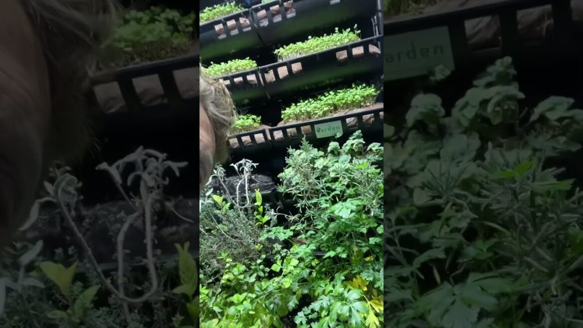 Indoor gardening for winter #gardening #plantwall #verticalgarden