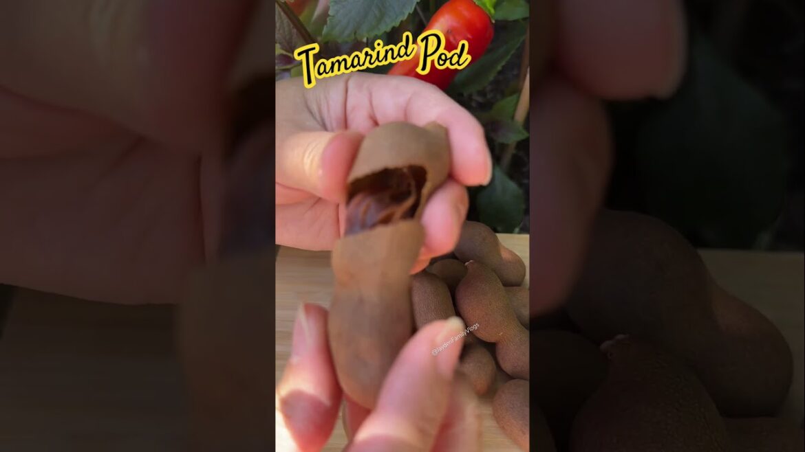 How to open Tamarind Fruit 😱😋 #shorts #satisfying #fruit #garden #enjoy #how