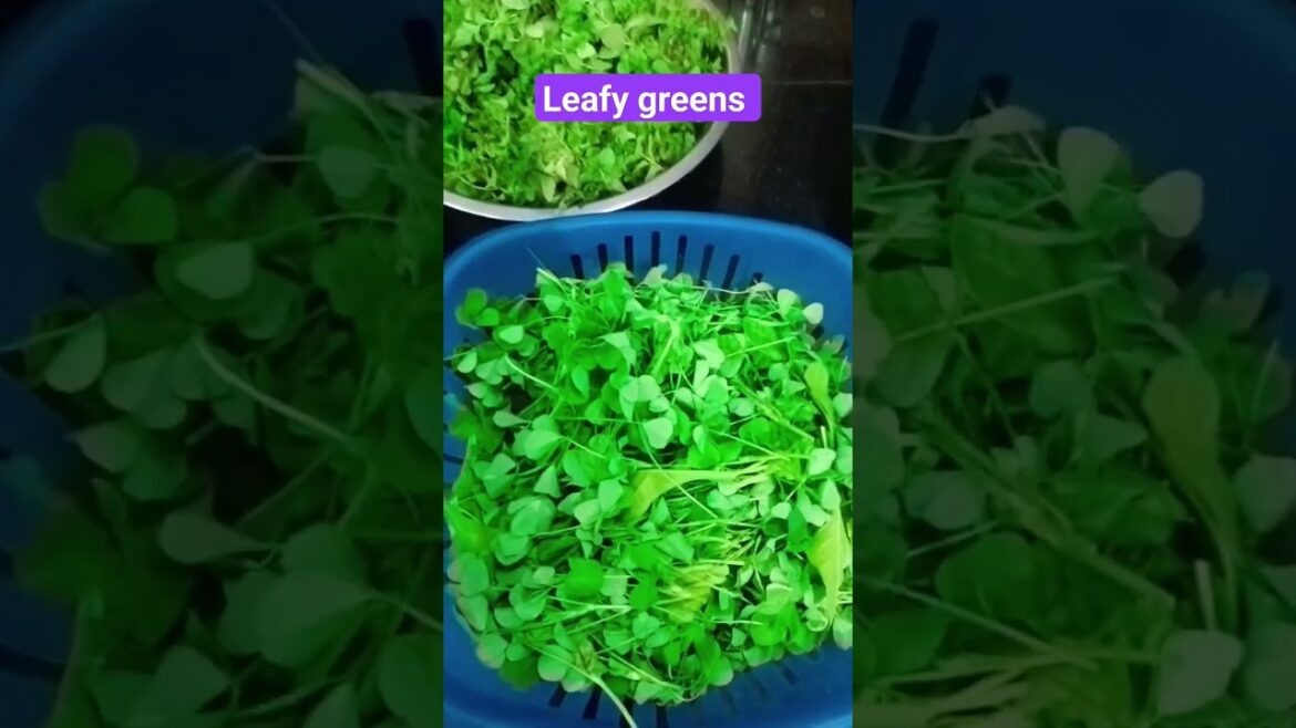 leafy greens harvesting #harvesting #organicgardening #vegetablegardening #ytshorts #viralshort leafy greens harvesting #harvesting #organicgardening #vegetablegardening #ytshorts #viralshort