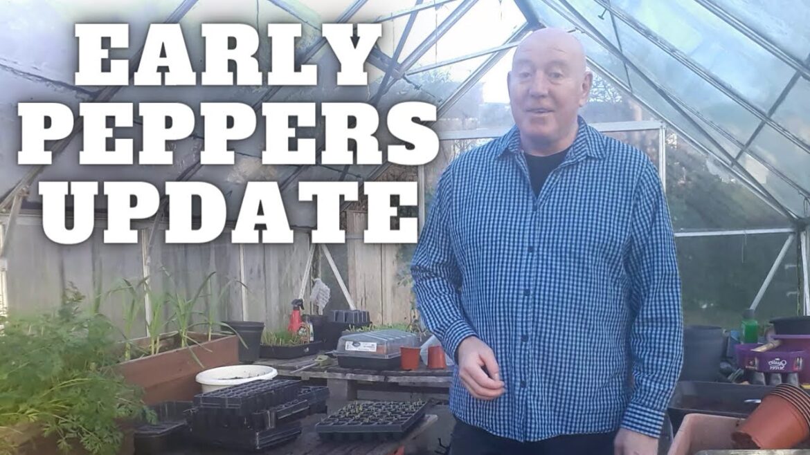 Gardening Allotment UK Early Peppers Update [Grow Vegetables At Home ]