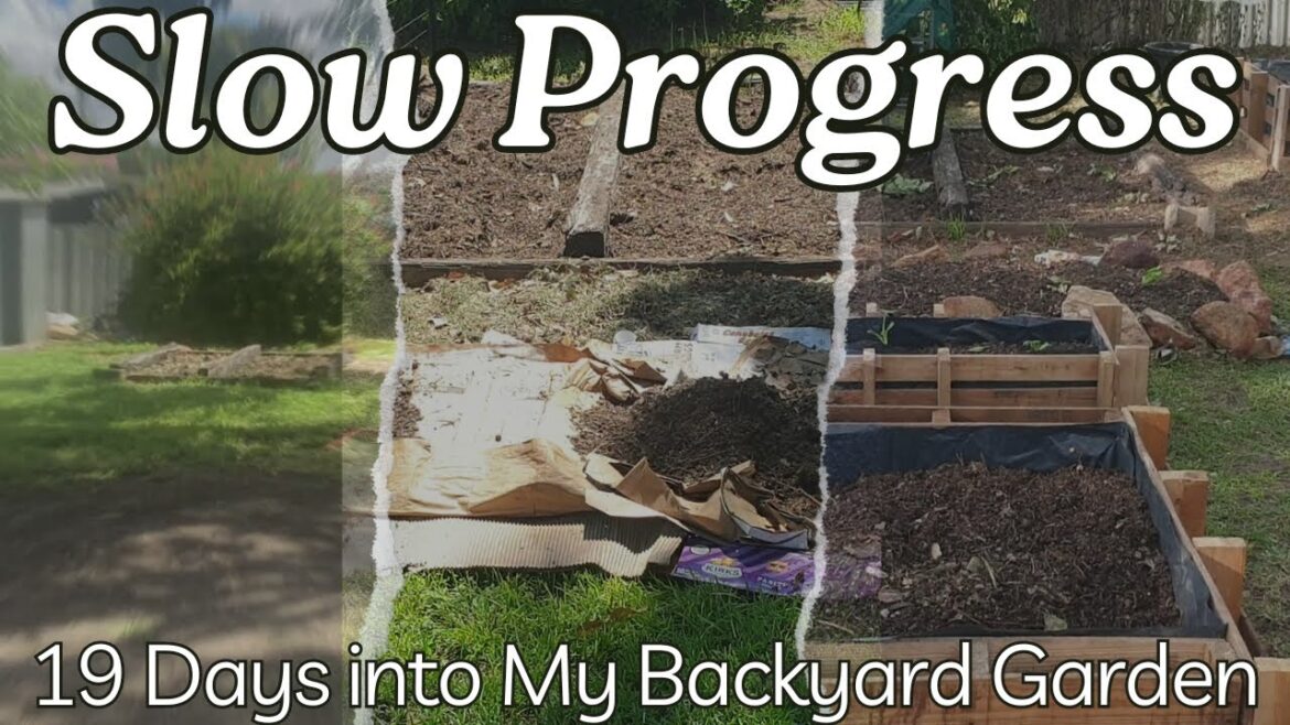 19 Days into my Backyard Garden! 19 Days into my Backyard Garden!