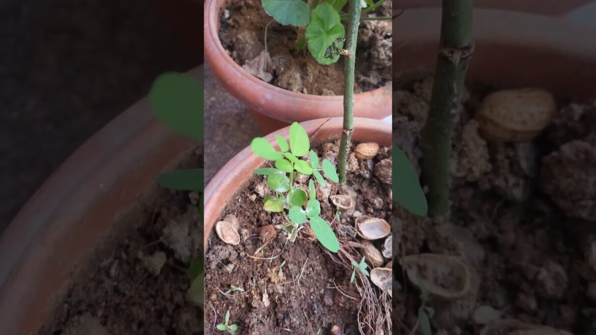Theega mokka in pot #gardening #100ksubscribers #ramnareshgarden #mokka #theega