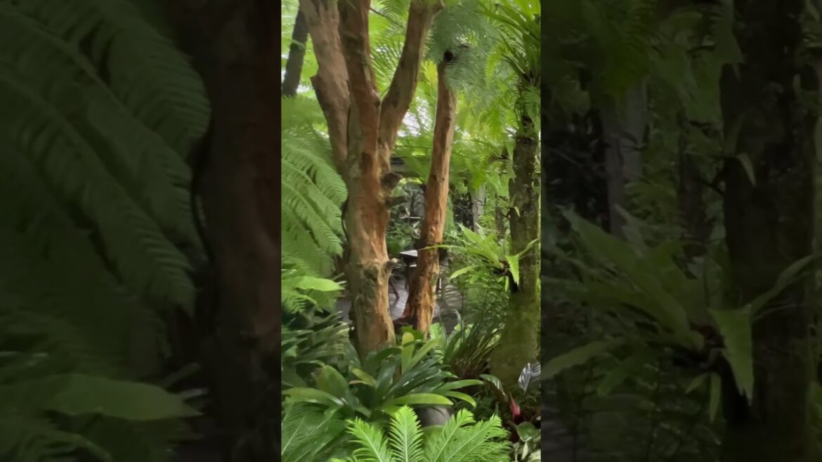 Suasana hutan tropis taman rumah 🌴🍀 |tropical garden landscape