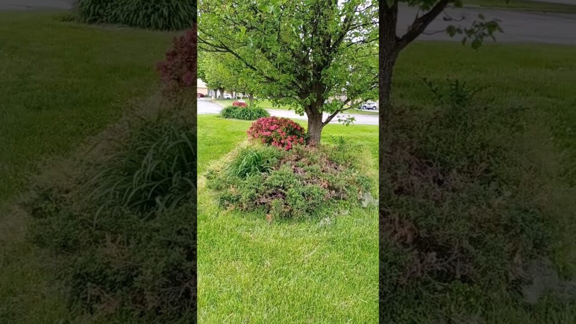 ఇంత పచ్చ.దానం మనం ఎప్పుడు చూడలేదు Beautiful Landscaping Tips – Part 4 ఇంత పచ్చ.దానం మనం ఎప్పుడు చూడలేదు Beautiful Landscaping Tips - Part 4