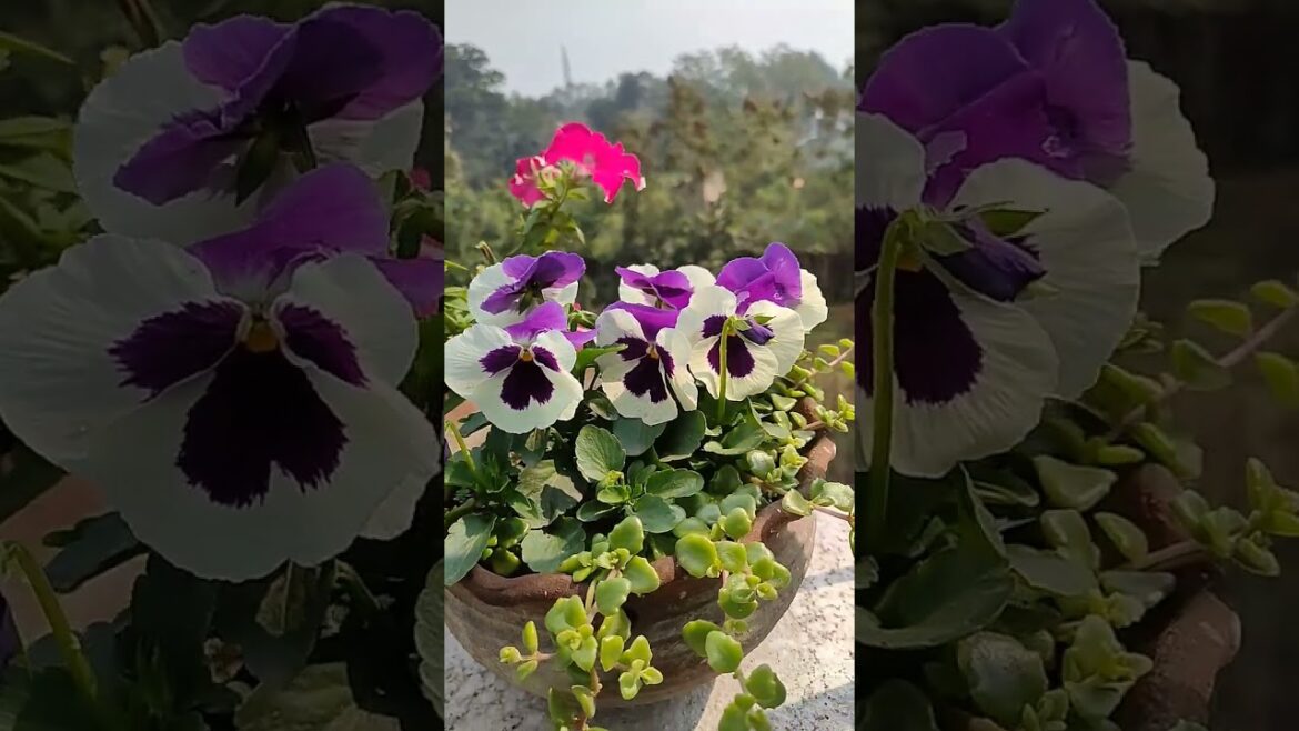 Pansy Flower || Gardening Tips #shorts #short #gardening #garden #hobby #flowers #hobby #nature