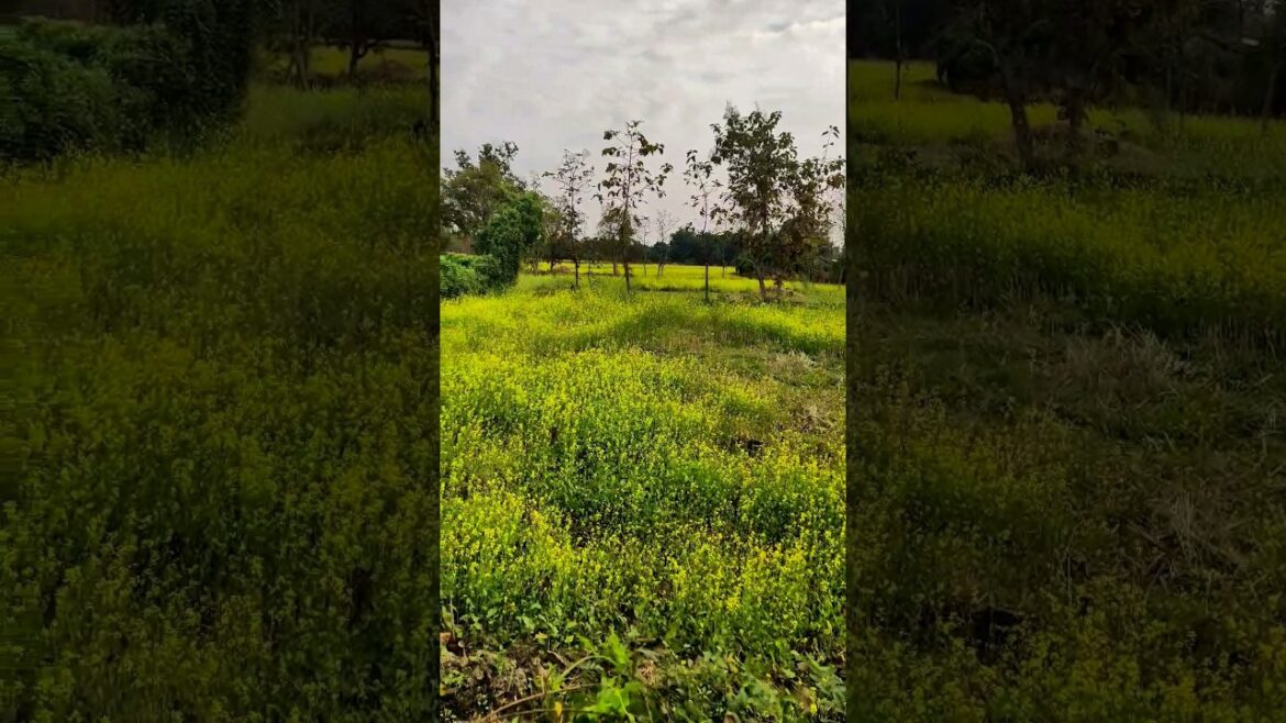 morning work ... watering plants at backyard garden #satisfying #farming #shot
