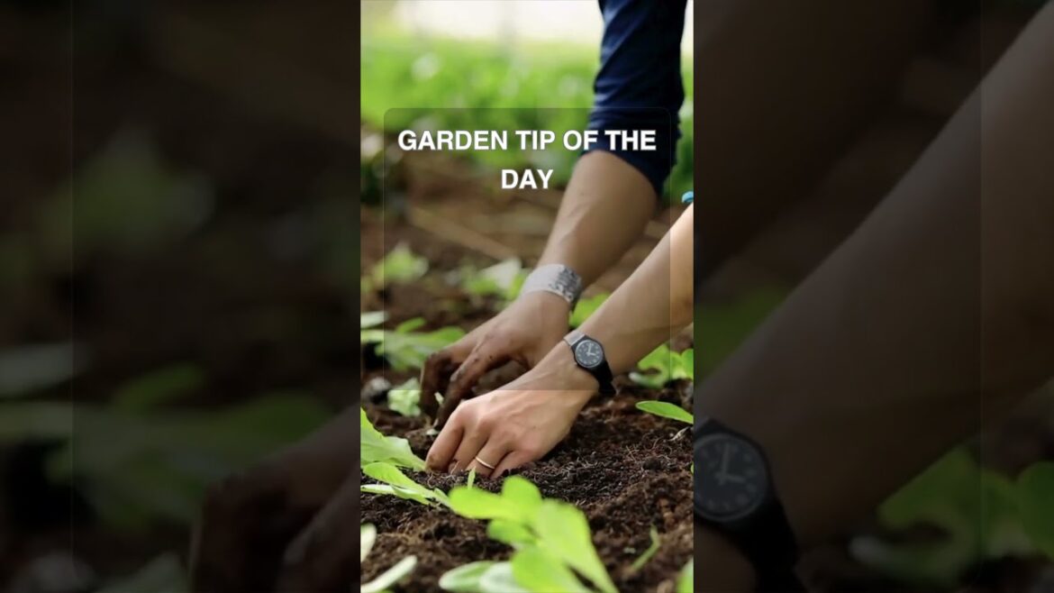 Maximizing Your Garden Harvest: Tips for a Constant Supply of Fresh Produce Year Round #gardening