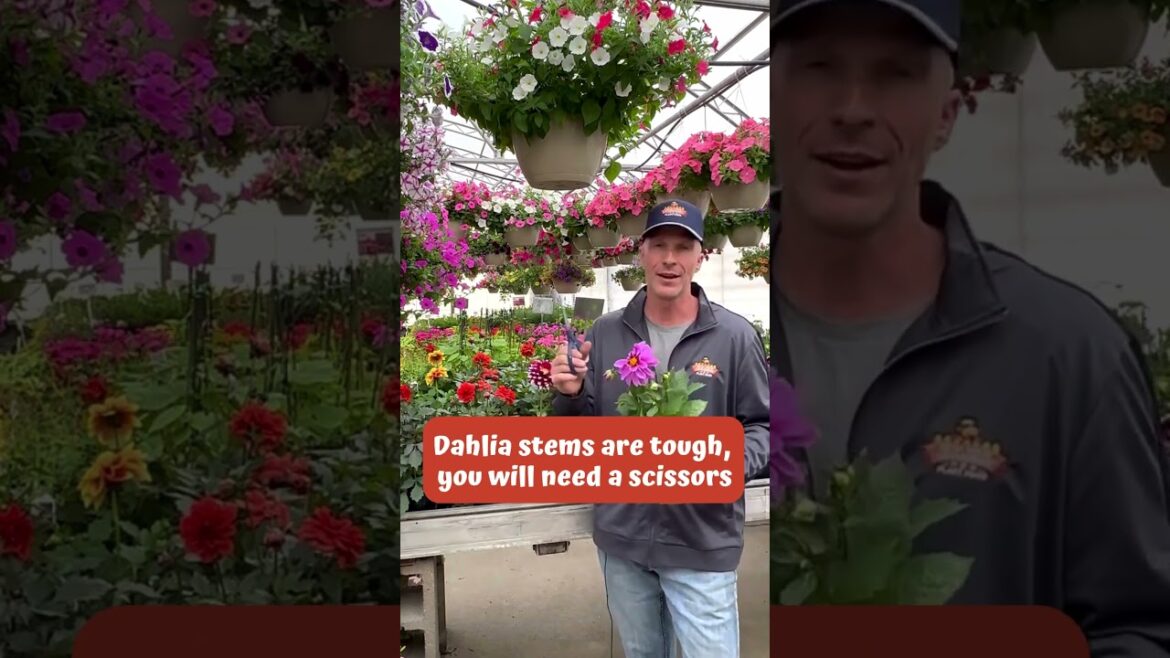 How To Care for Dahlias #gardening #dahlias How To Care for Dahlias #gardening #dahlias