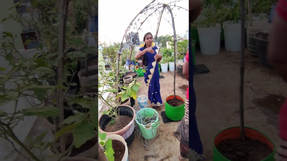 new set up மாடி தோட்டம் #gardening #garden #terracegardenharvest #gardenideas #gardendesign #triple new set up மாடி தோட்டம் #gardening #garden #terracegardenharvest #gardenideas #gardendesign #triple