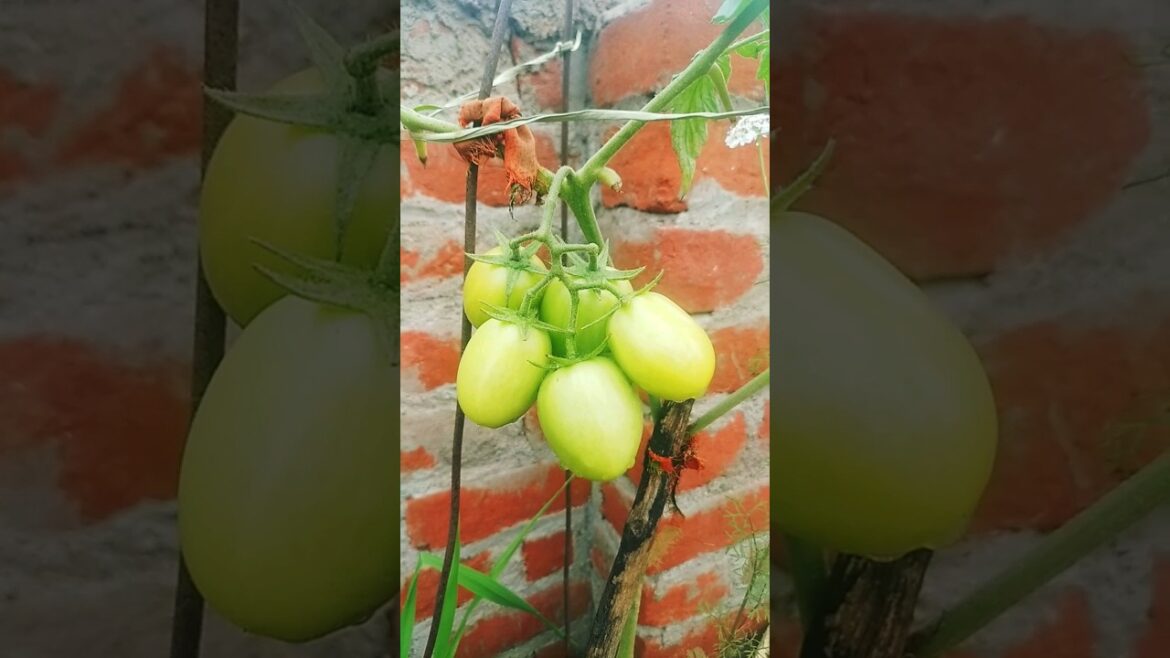Boost Your Organic Tamatar Harvests / backyard garden Boost Your Organic Tamatar Harvests / backyard garden