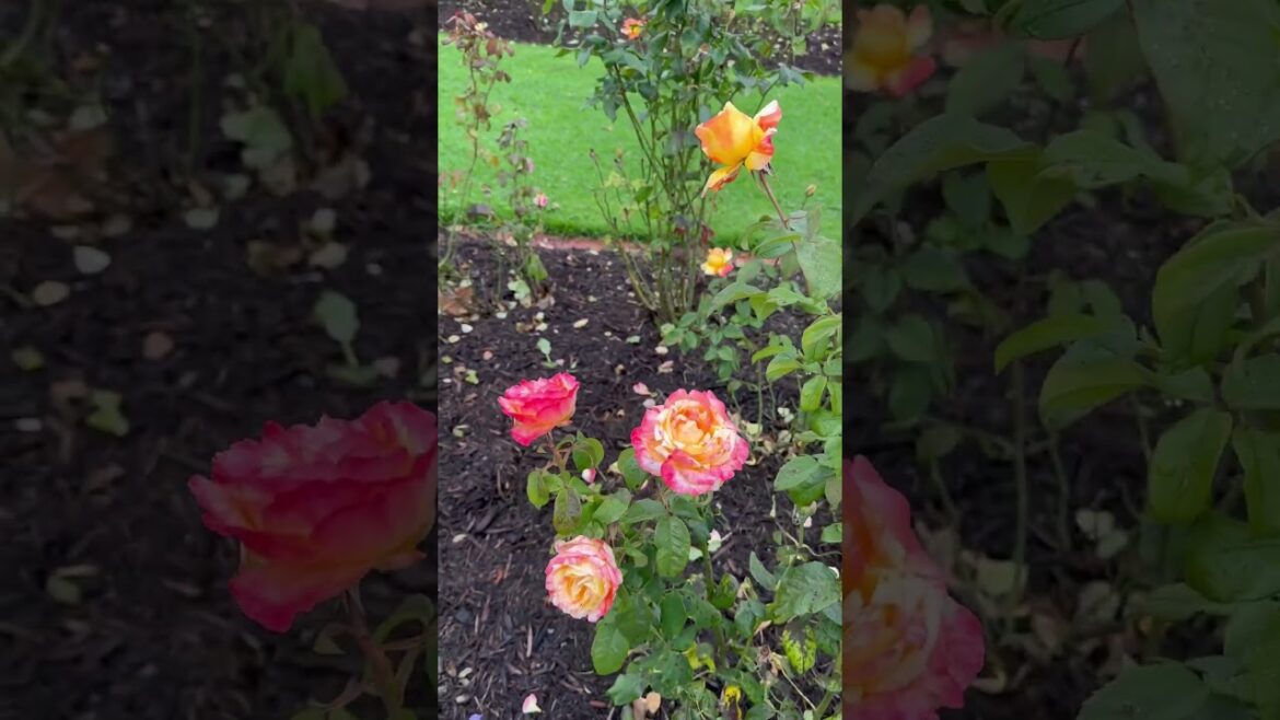 Shaded rose garden 🥀🍃🥀#rose #garden #trending #trend #viral #yt #youtubeshorts #youtube #nature