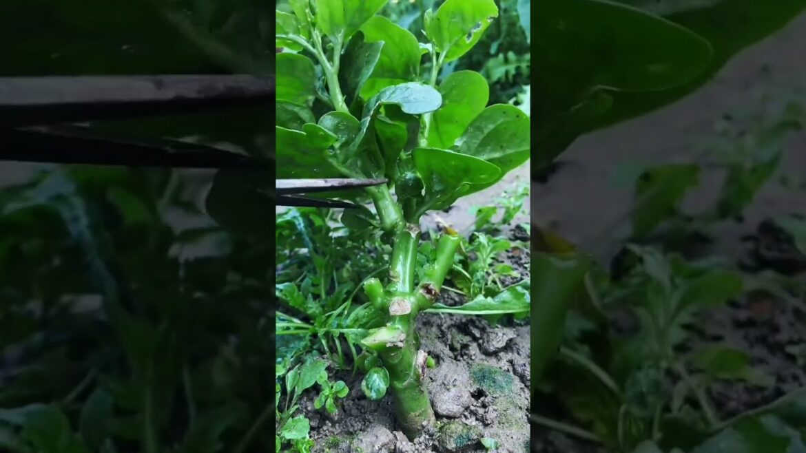 My life part of growing garden and vegetable #diygarden #vegetable