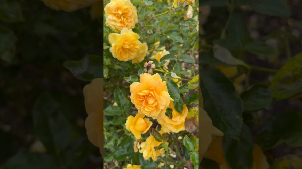Yellow rose garden 🥀🍃🥀#rose #garden #trending #trend #viral #yt #youtubeshorts #youtube #nature
