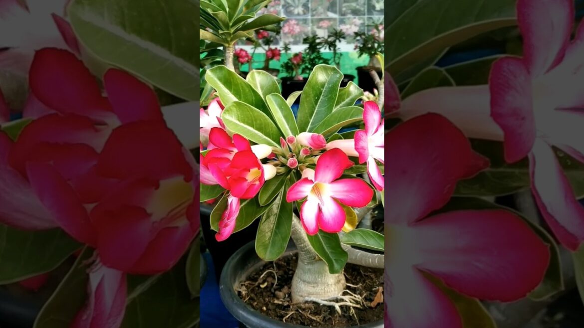 adenium plans #flowers #garden #shortsfeed